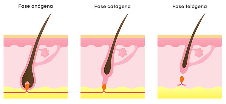 Fase anagena catagena e telogena